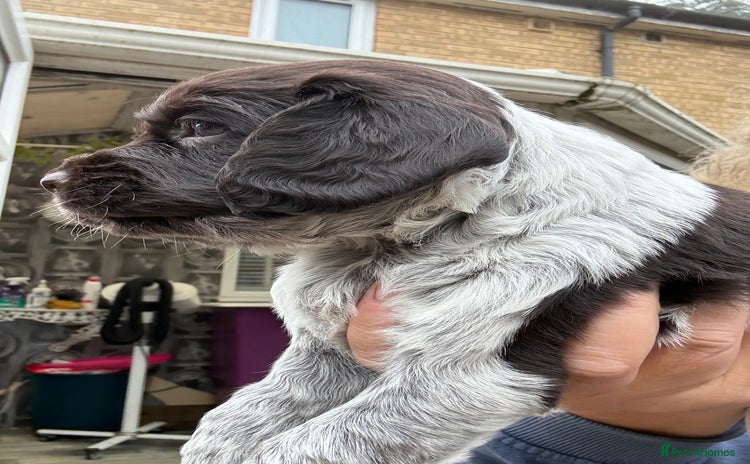 Cocker Spaniel dogs - Advert 3