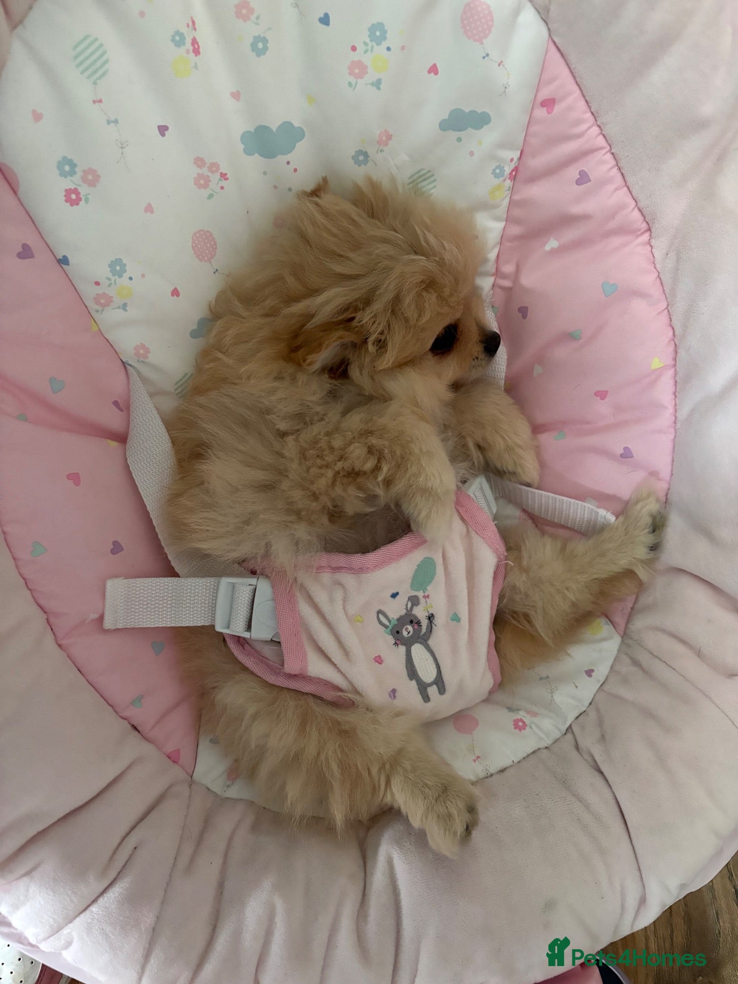Pomeranian dogs Perfect Pomeranians  - Advert 1