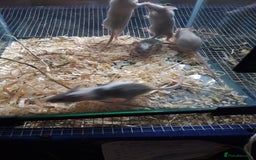 Mouse rodents for sale: Fancy mice babies  in Manchester - Image 5