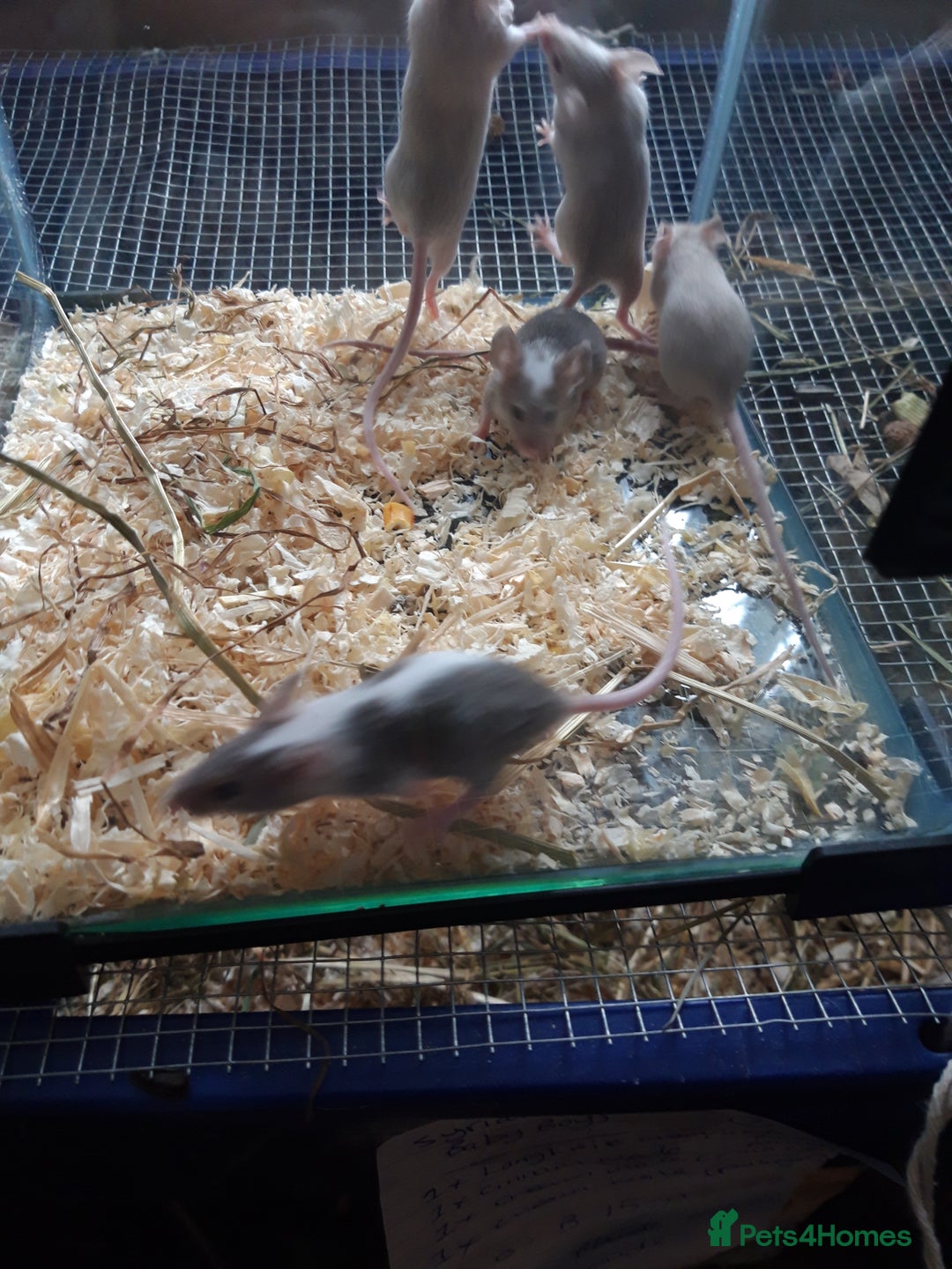 Mouse rodents for sale: Fancy mice babies  in Manchester - Image 5