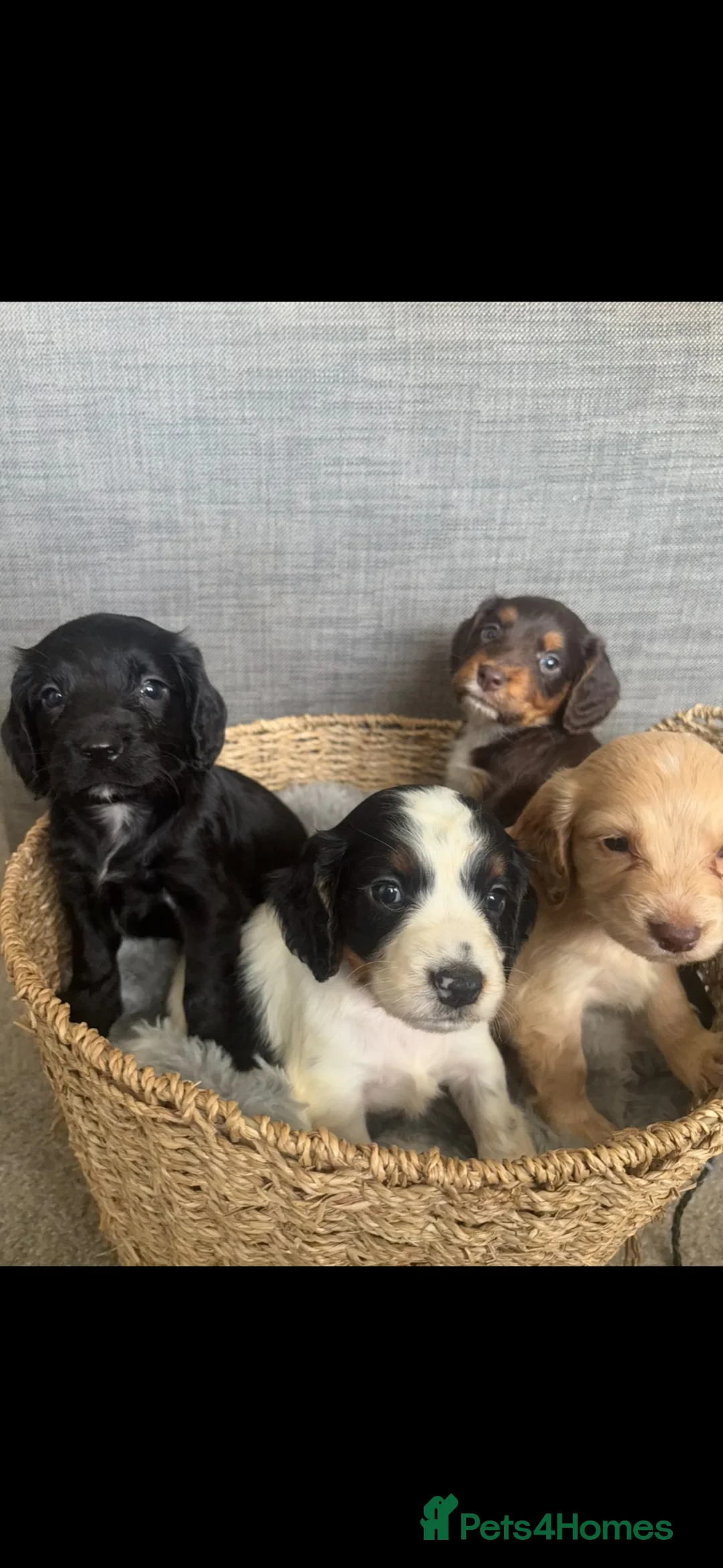 Cocker Spaniel dogs for sale: Beautiful Cocker Spaniel Puppies❤️🐶 - Advert 1