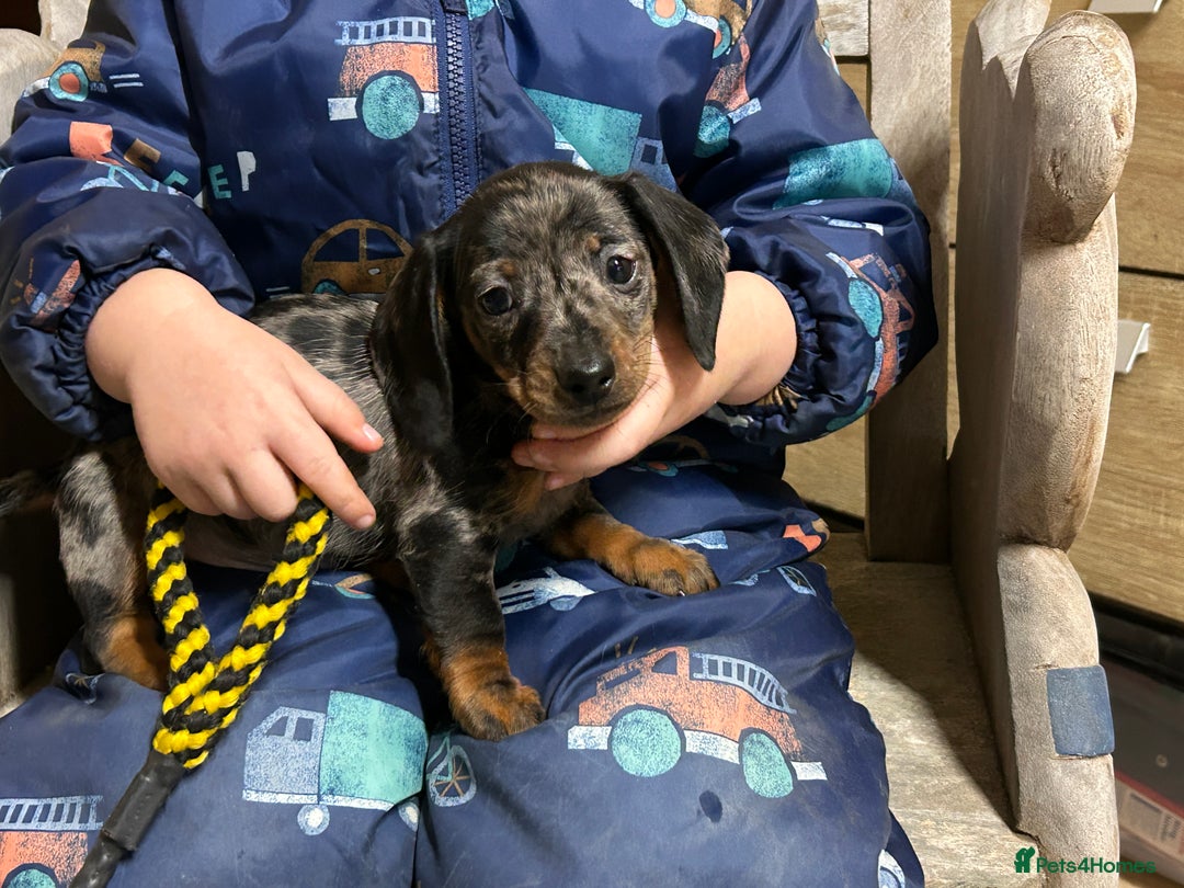Miniature Dachshund dogs for sale: Miniature dachshunds * 3 boys left - Advert 10