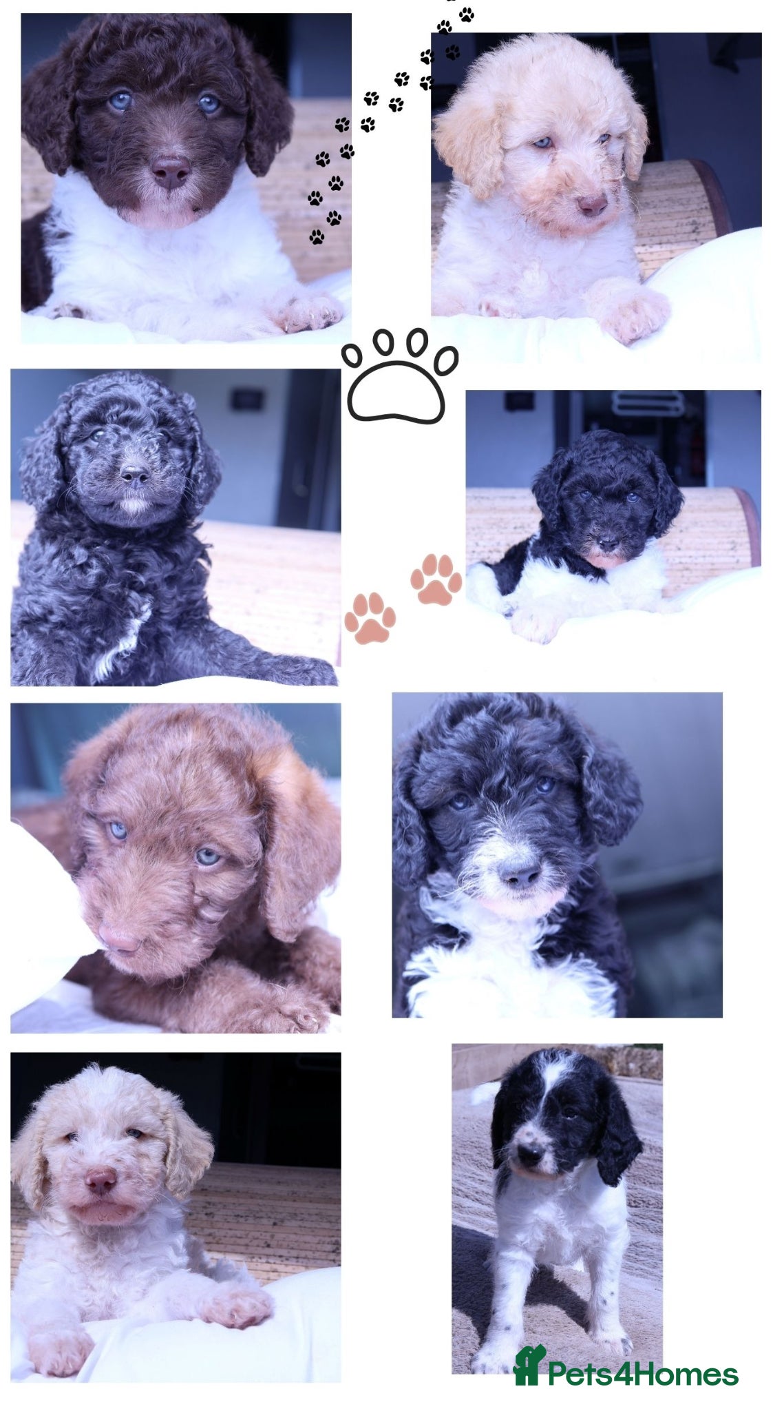 Labradoodle dogs Stunning F1b Standard Labradoodles Unique Parti - Advert 4