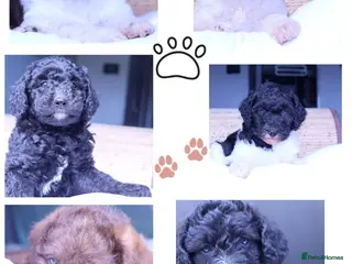 Labradoodle dogs Stunning F1b Standard Labradoodles Unique Parti - Advert 4