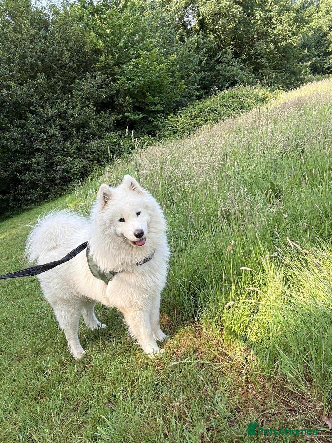 Samoyed dogs for sale: Lovely 2 year old boy  - Image 2