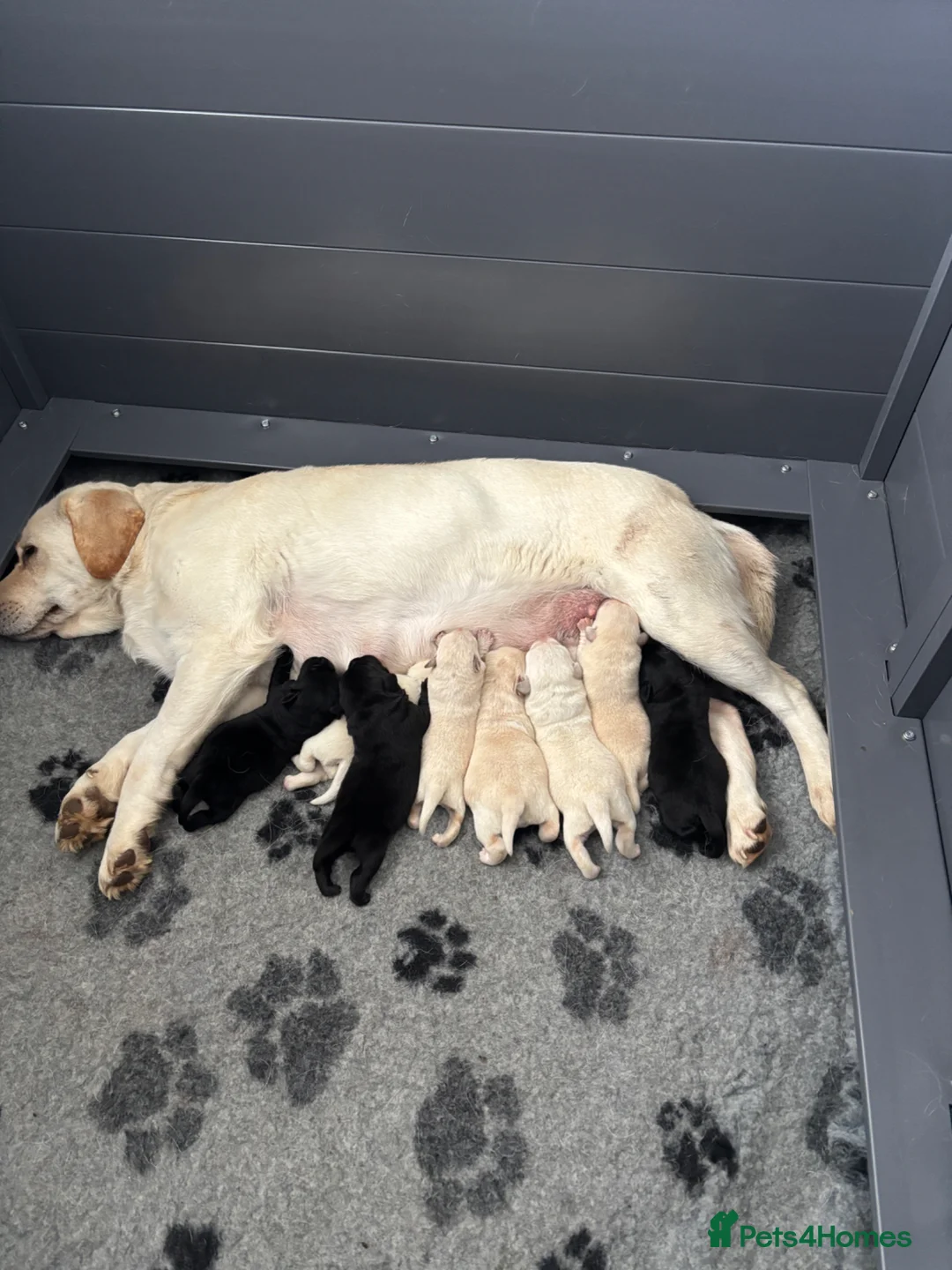 Labrador Retriever dogs for sale: Beautiful show bred Labrador puppies  in Bury Saint Edmunds - Advert 2