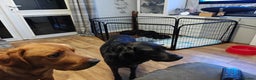 Labrador Retriever dogs for sale: Labrador 4 black males  - Advert 2