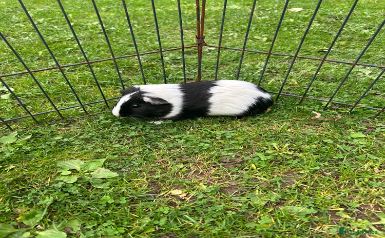 Guinea Pig rodents - Advert 19
