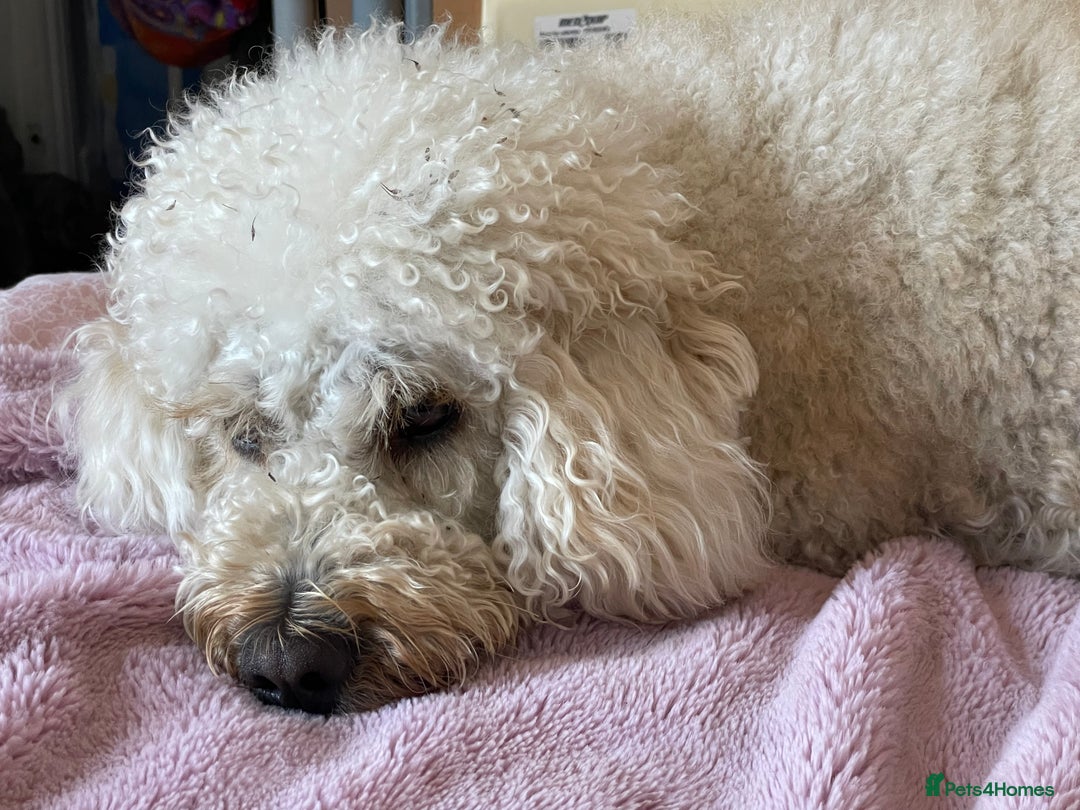Mini Goldendoodle dogs for stud: Stud sire wanted  - Image 2