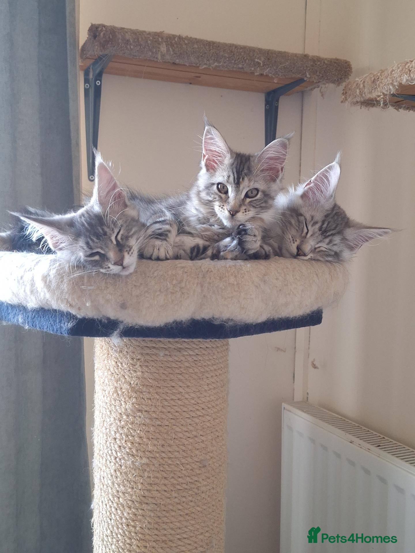 Maine Coon cats Maine Coon kittens - Advert 17