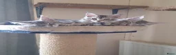 Maine Coon cats for sale: Maine Coon kittens in Bridgwater - Advert 1