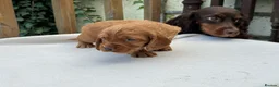 Cocker Spaniel dogs for sale: Working cocker spaniel puppies for sale - Advert 31