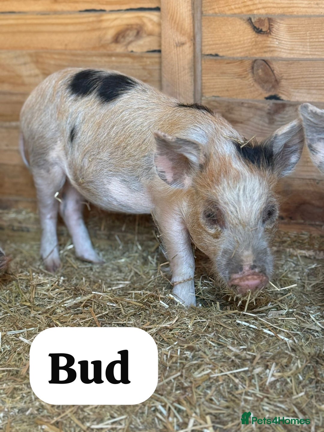 Pig livestock for sale: Just 2 Irresistible Mini Pigs left !  in Colchester - Image 7