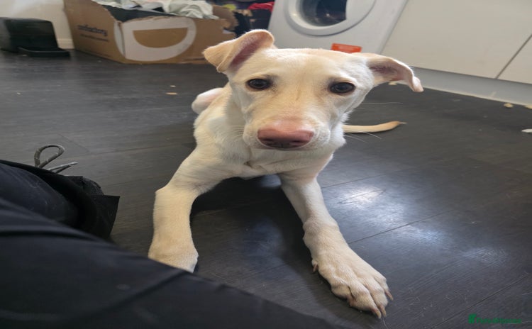 Mixed Breed dogs - Advert 1