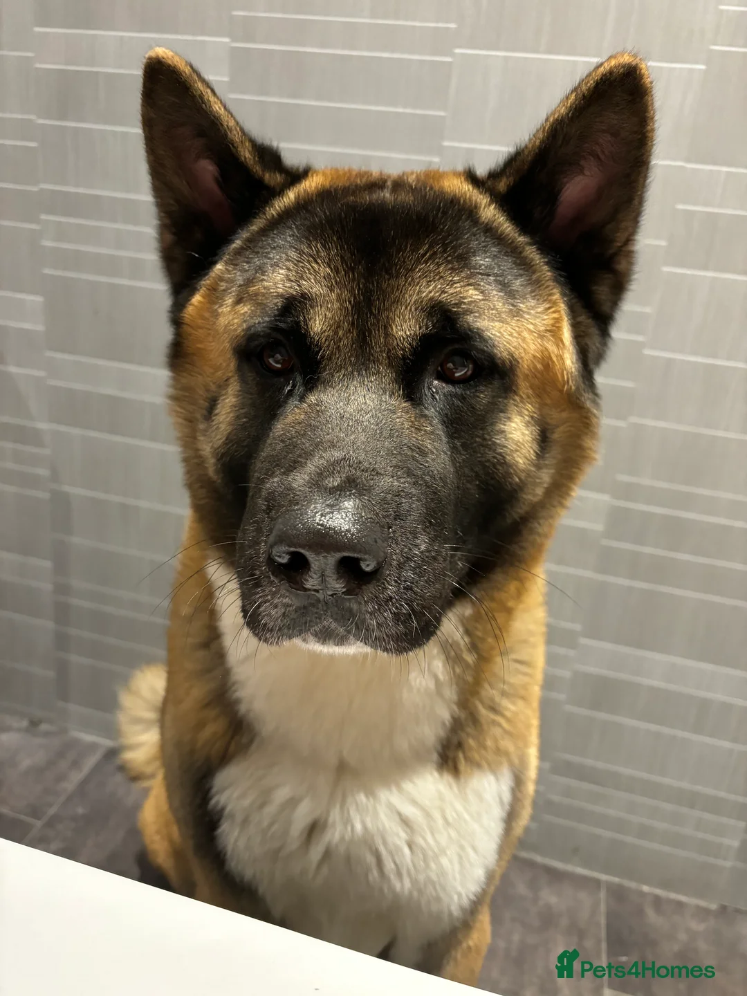 Akita dogs for sale: American Akita - Advert 1