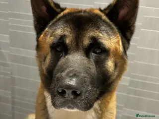 Akita dogs American Akita - Advert 9