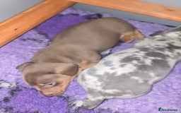 Miniature Dachshund dogs for sale: Miniature Dashaund puppies - Image 10