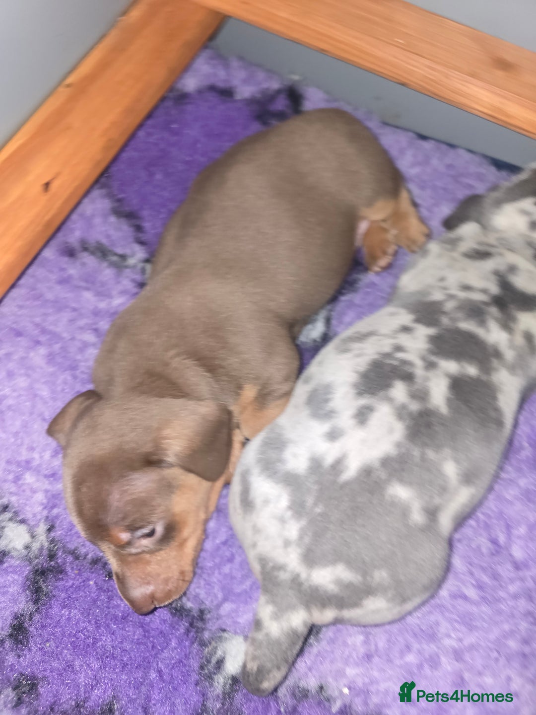 Miniature Dachshund dogs for sale: Miniature Dashaund puppies - Image 10