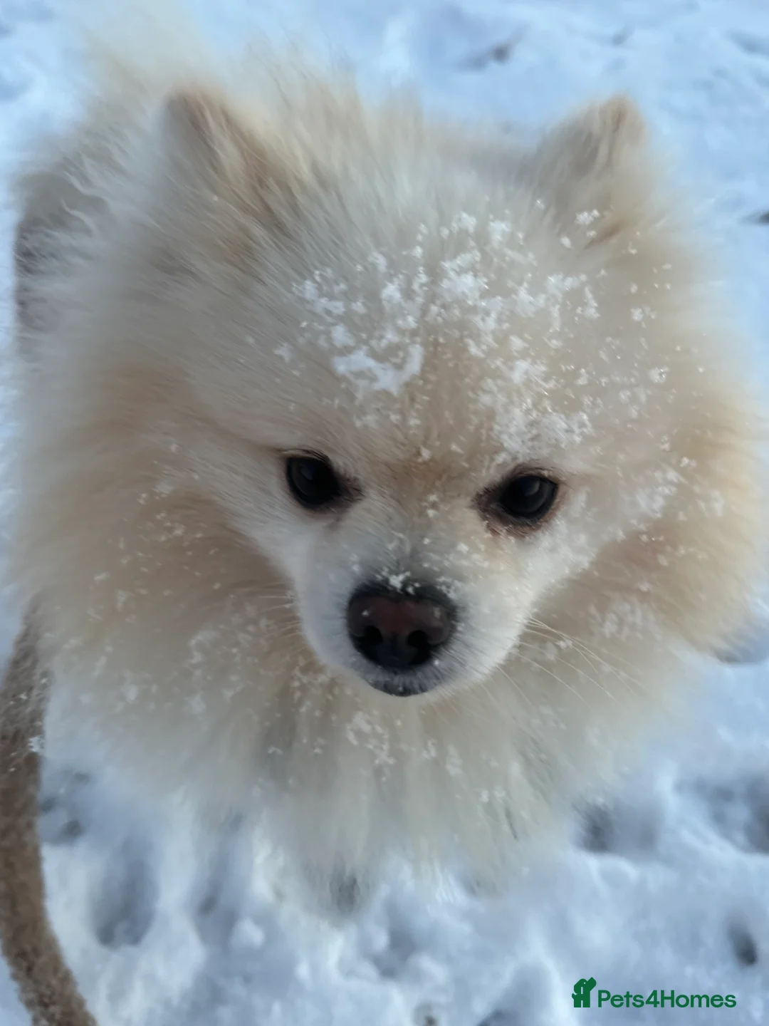 Pomeranian dogs for stud: ✨ Premium Pomeranian Stud Available – Elvis ✨ - Advert 8
