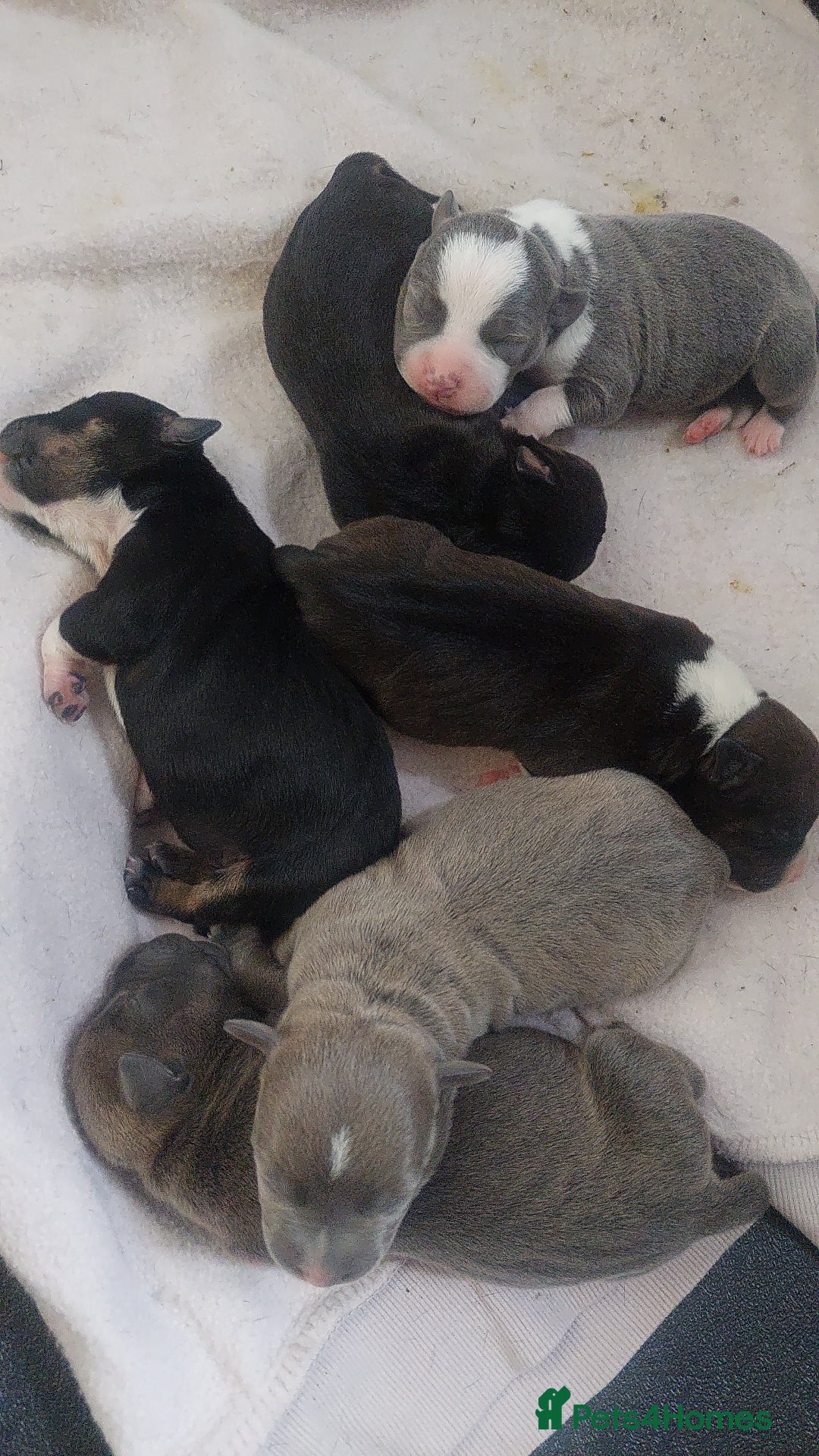 Mixed Breed dogs for sale: Staff pocket cross 4 boys 2 girls - Advert 3
