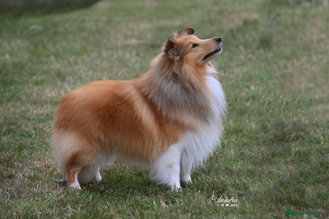 Shetland Sheepdog dogs for sale: Shetland sheepdog Shaded sable & white males - Image 5