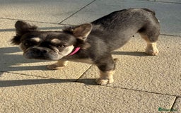 French Bulldog dogs for sale: Fluffy Frenchie  - Image 3