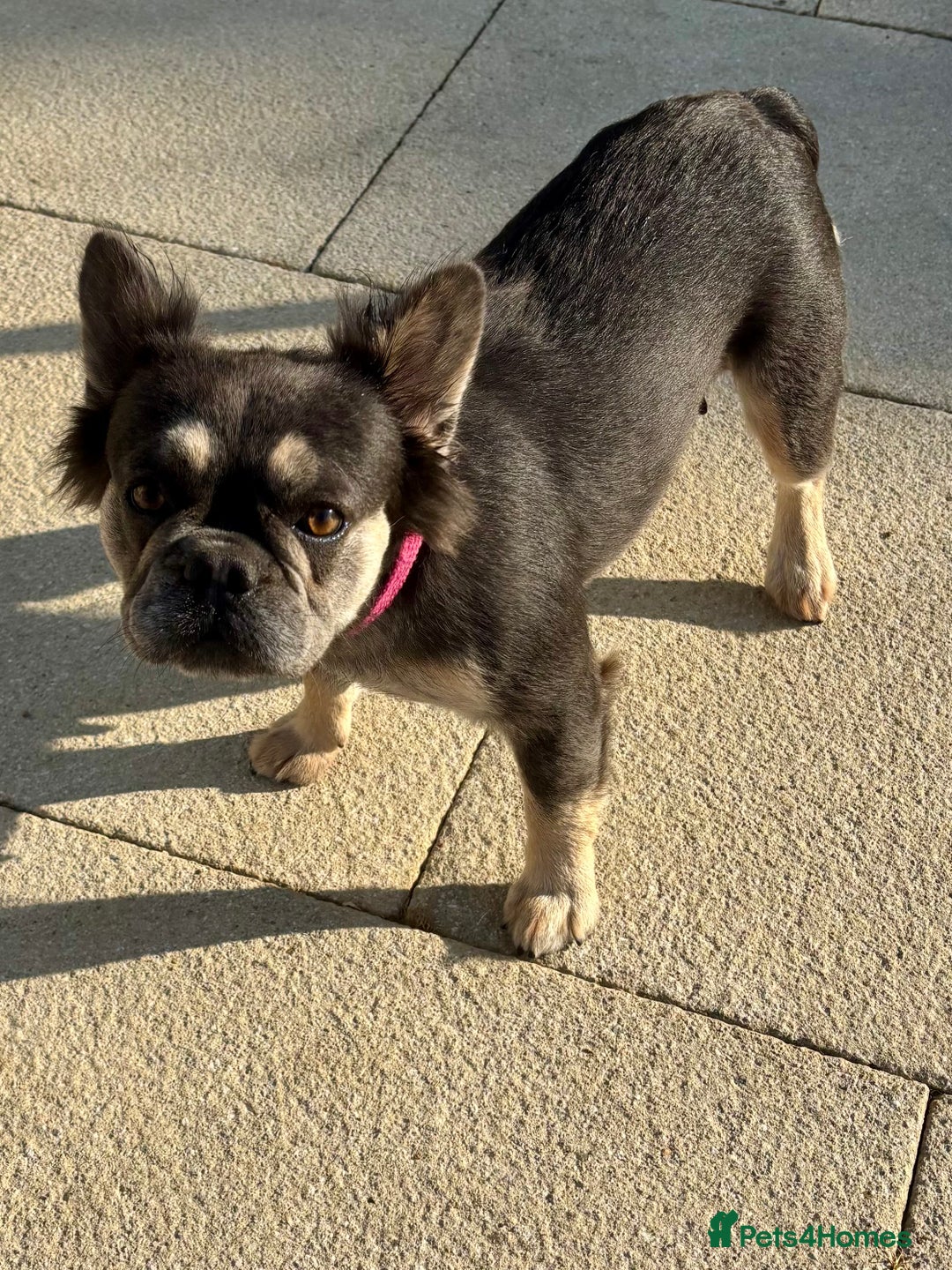 French Bulldog dogs for sale: Fluffy Frenchie  - Image 3