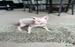 Sphynx cats for stud: Pedigree Elf Boy available for stud - Image 3