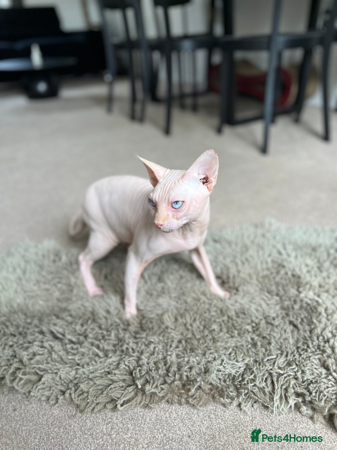 Sphynx cats for stud: Pedigree Elf Boy available for stud - Image 3