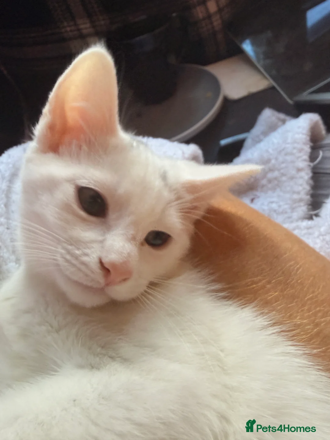 Siamese cats for sale: Affectionate Siamese Type Kittens Indoor Raised - Advert 9