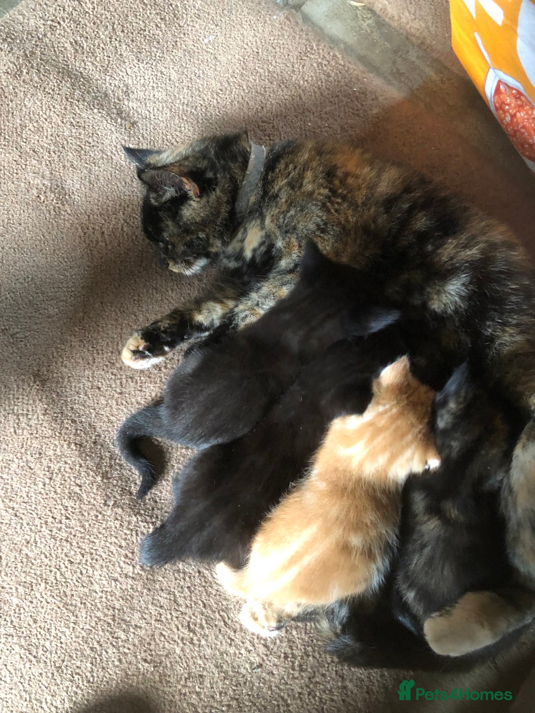 Mixed Breed cats for sale: Gorgeos - Image 8