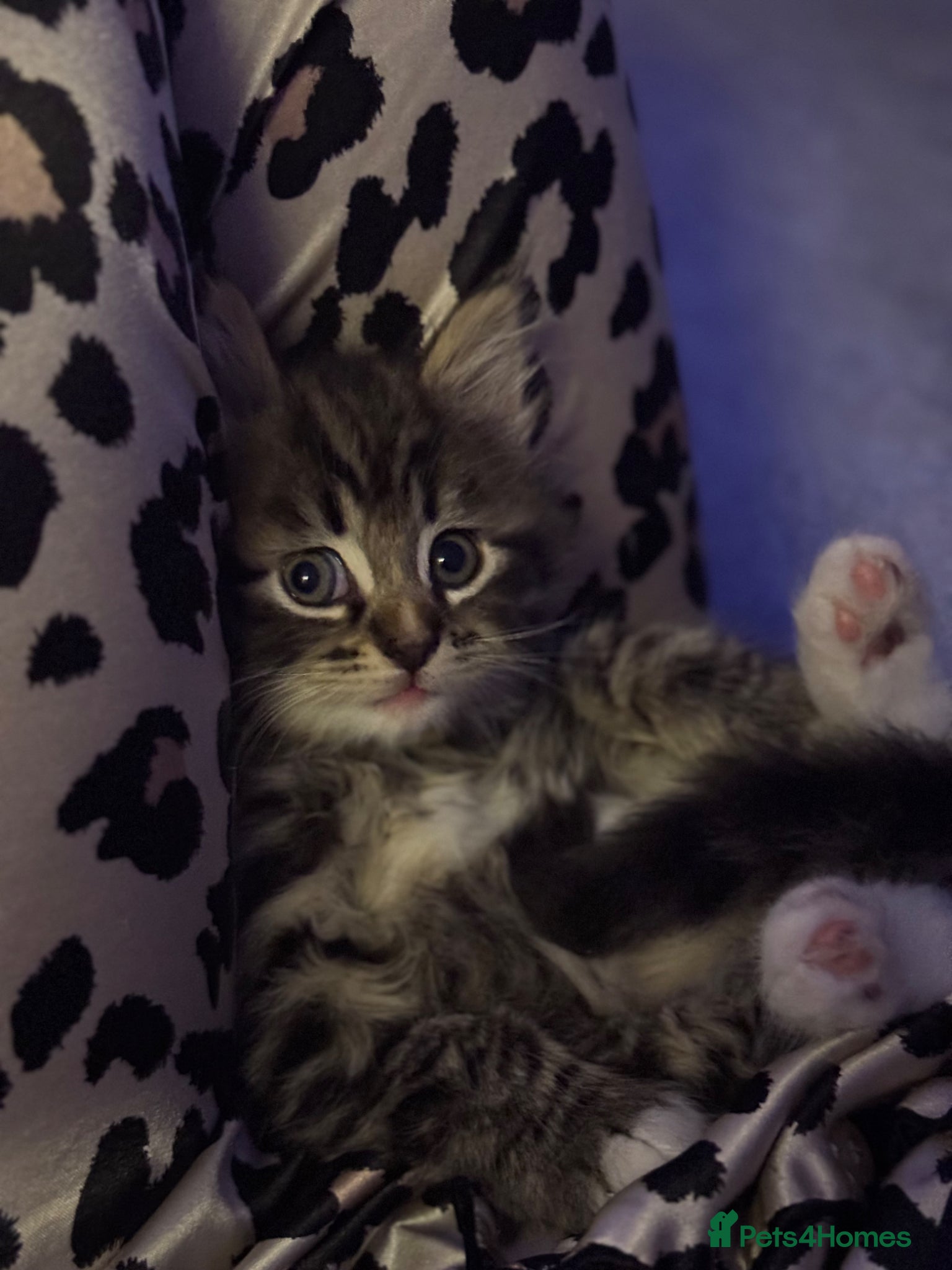 Maine Coon cats Fluffy Maine coon x - Advert 2