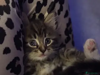 Maine Coon cats Fluffy Maine coon x - Advert 1