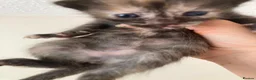 Mixed Breed cats for sale: 2 Beautiful Girls Left in Dover - Advert 3