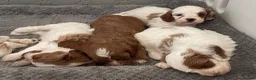 Cavapoo dogs for sale: 🐩🐶🐾FULLY HEALTH CLEAR F1 CAVAPOO🐾🐶🐩  - Advert 14