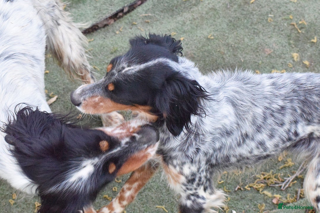 English Setter dogs for adoption: Duna  - Advert 3