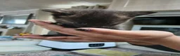 Mixed Breed cats for sale: 5 Beautiful Kittens Looking for Forever Homes - Advert 5