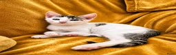 Mixed Breed cats for sale: 2 beautiful, well-socialized kittens  - Advert 19