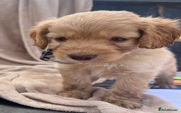 Cockapoo dogs for sale: Beautiful cockerpoo puppies F1  - Image 12
