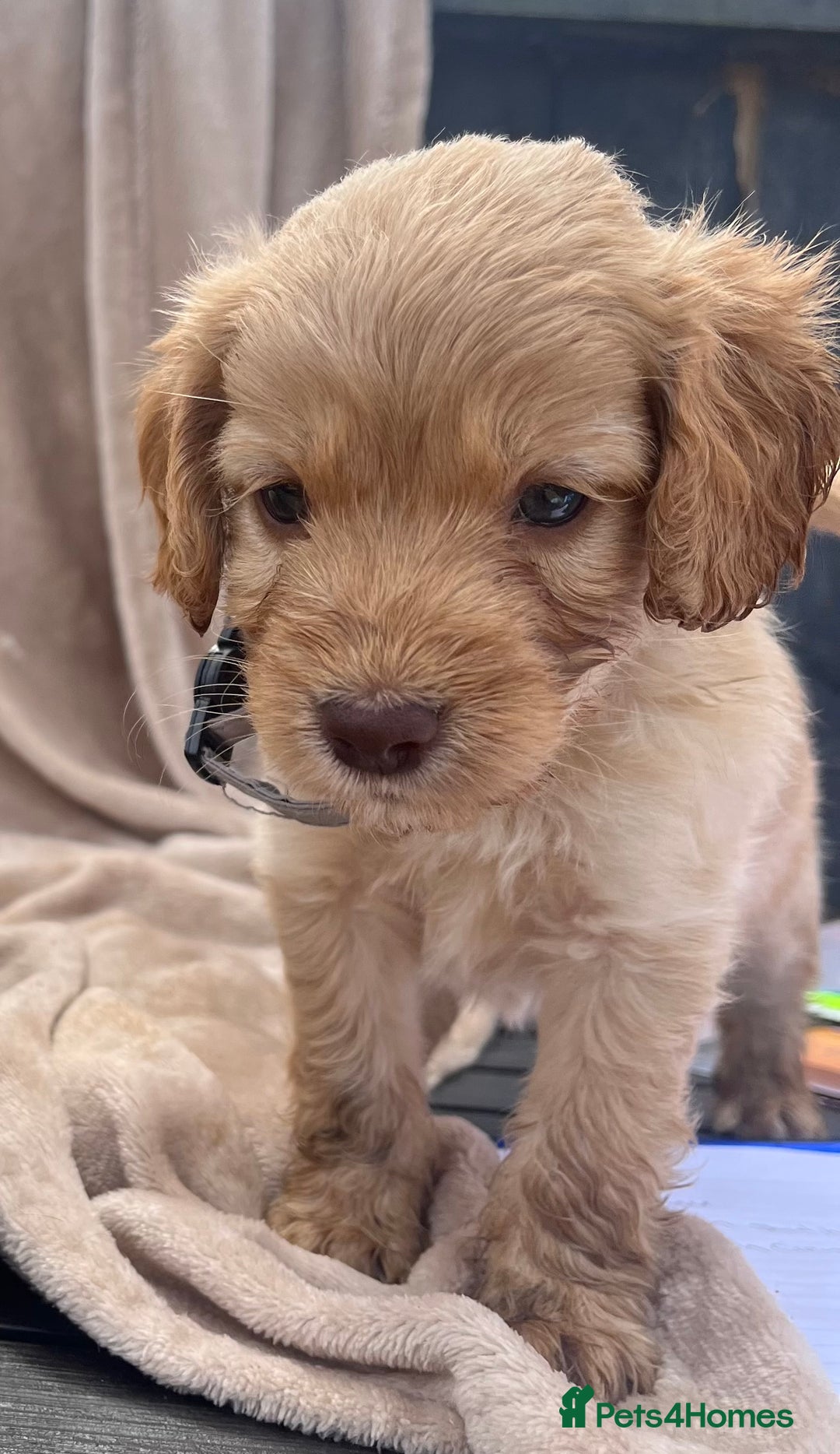 Cockapoo dogs for sale: Beautiful cockerpoo puppies F1  - Image 12