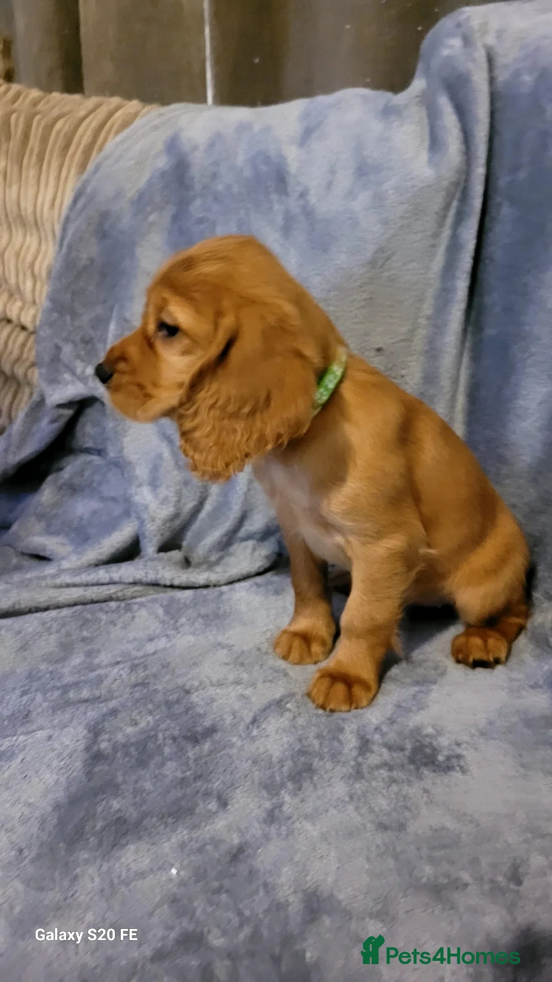 Cocker Spaniel dogs for sale: 7 lovely pups - Advert 12