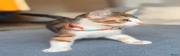 Turkish Angora cats for sale: 🐾 Unique Turkish Angora x Bengal Mix Kittens 🐾 - Advert 13