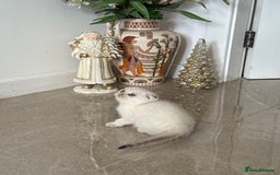 Scottish Fold cats for sale: *LUXURY SCOTTISH FOLD & 1 STRAIGHT KITTENS* - Advert 7