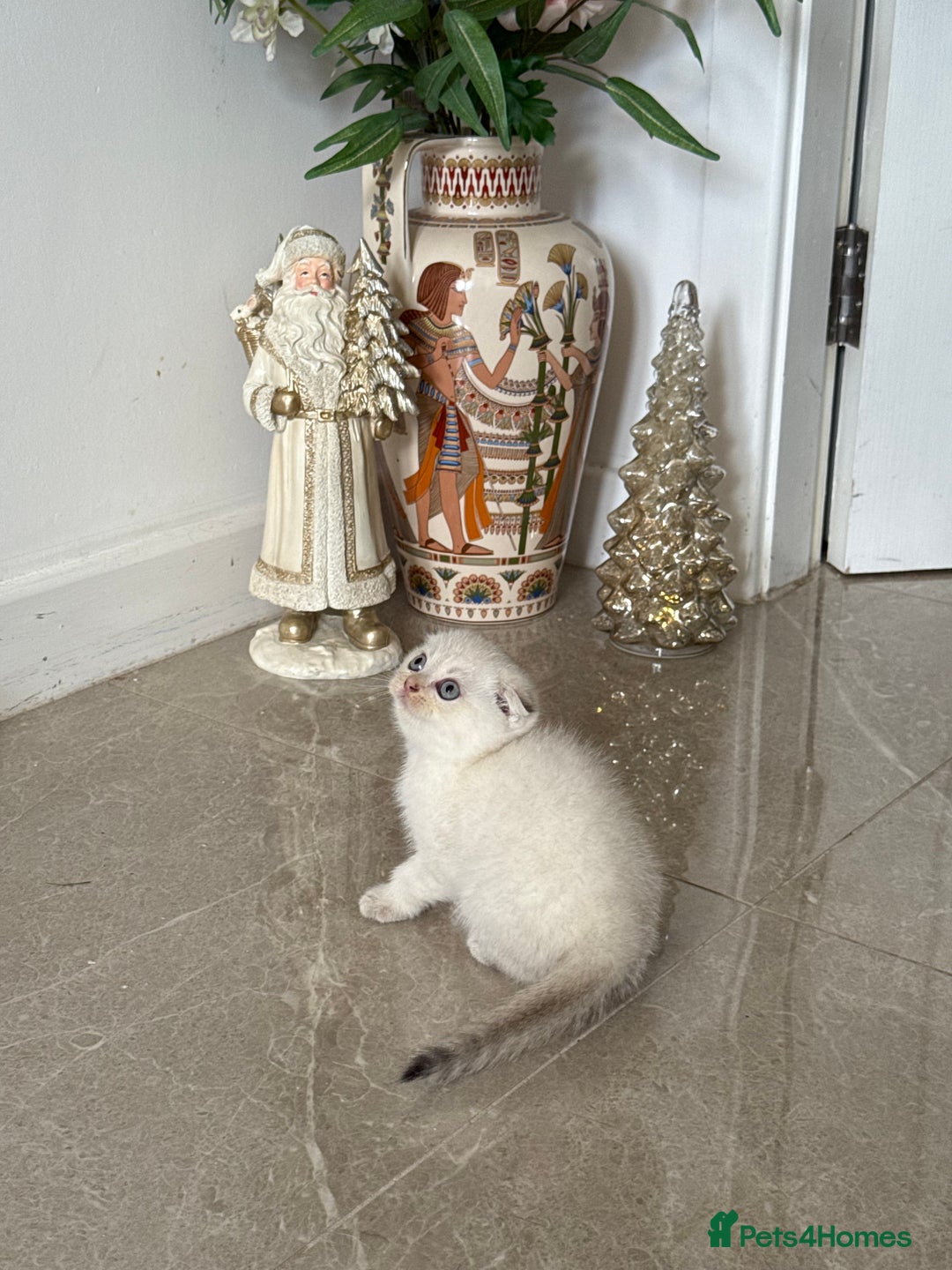 Scottish Fold cats for sale: *LUXURY SCOTTISH FOLD & 1 STRAIGHT KITTENS* - Advert 7