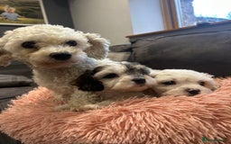 Cavachon dogs for sale: Gorgeous F1 Cavachon puppies - Image 7