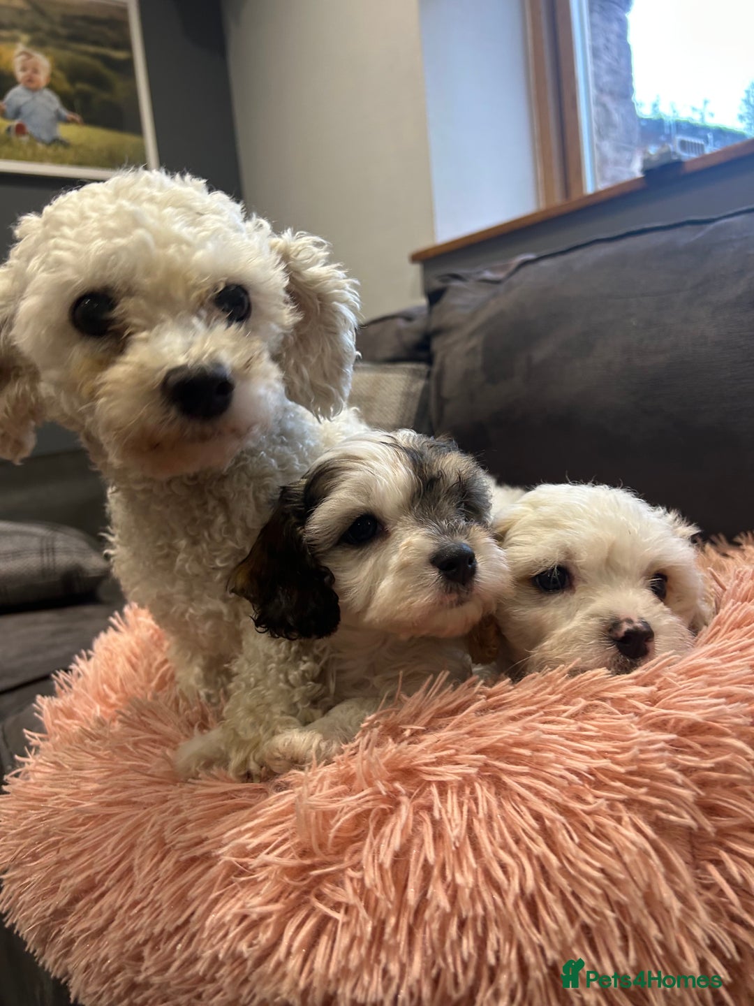 Cavachon dogs for sale: Gorgeous F1 Cavachon puppies - Image 7