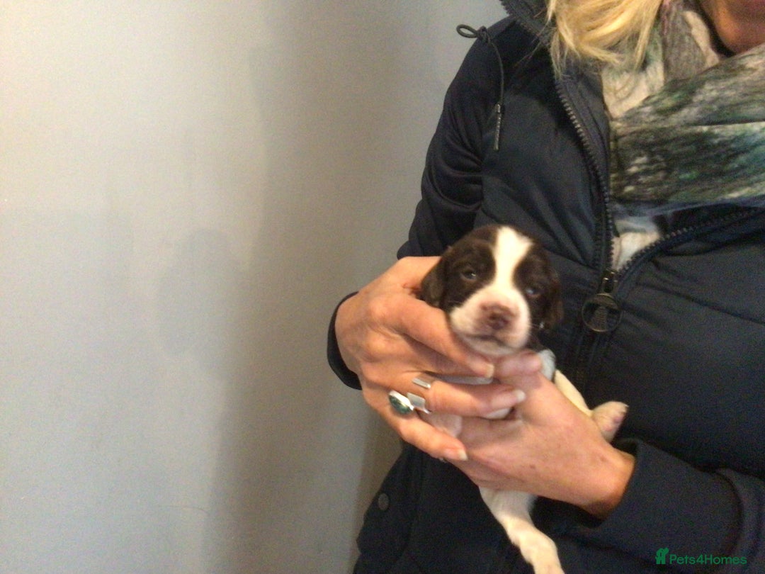 English Springer Spaniel dogs for sale: English Springer Spaniel Puppies KC Registered - Image 22