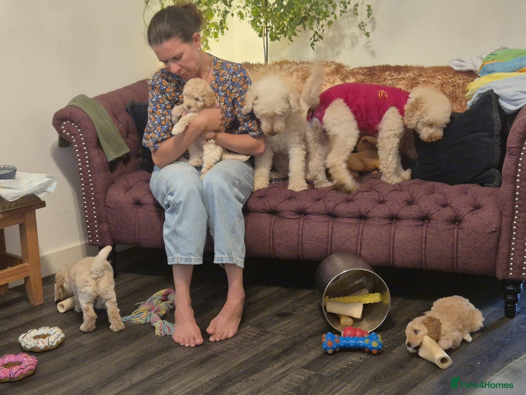 Miniature Poodle dogs for sale: LUXURY Litter of KC Registered Miniature Poodles - Image 19