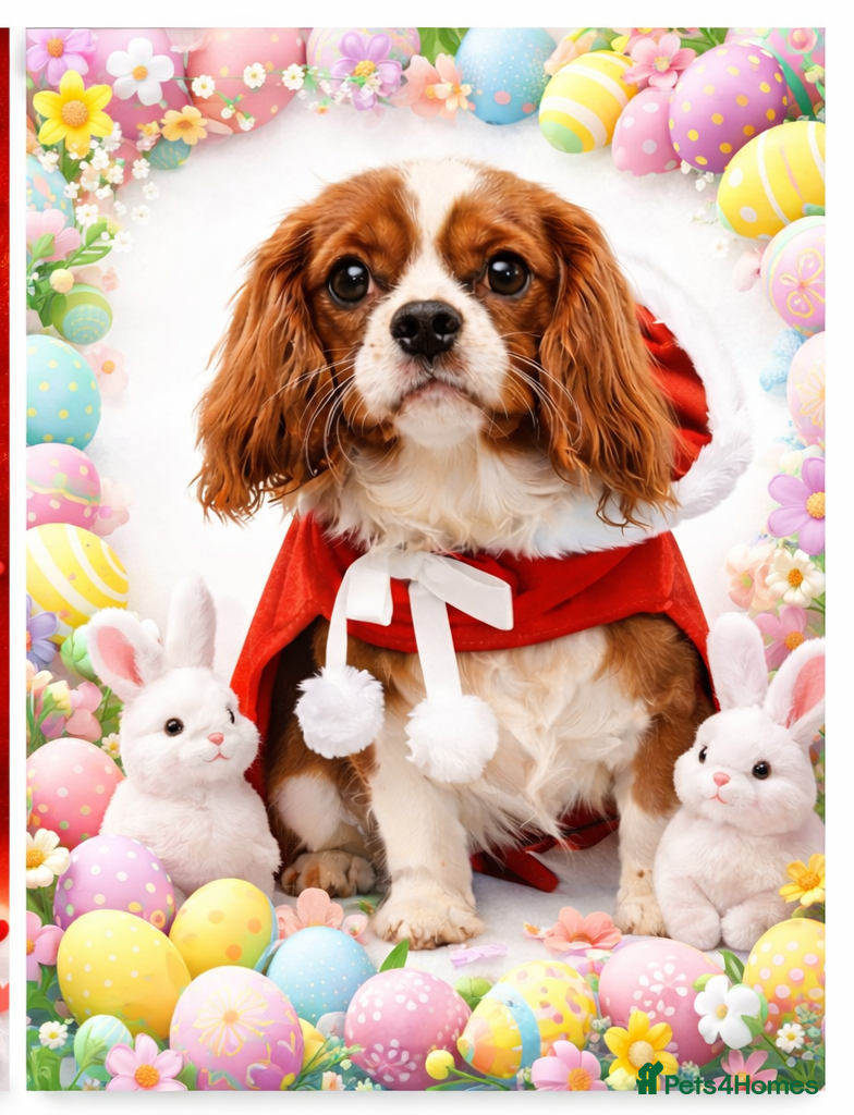 Cavalier King Charles Spaniel dogs Beautiful Cavalier Puppies available 😍  - Advert 1