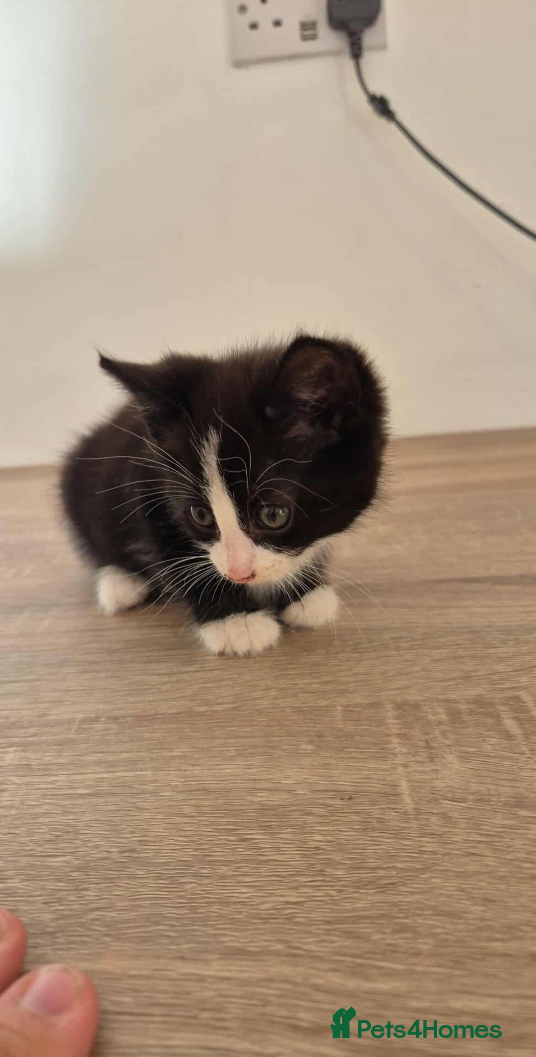 Mixed Breed cats for sale: Kittens for sale - Advert 2